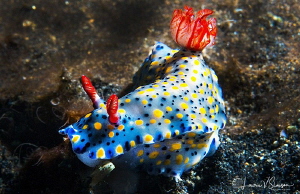 Hypselodoris infucata/Photographed with a Canon 60 mm mac... by Laurie Slawson 